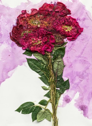 Image of crushed red flowers and green leaves, with purple dye from the flowers staining a white background