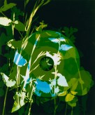 Color photogram of record overlaid with organic matter on black background