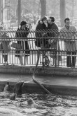 Black and white photograph of a couple watching sea lions swim in the water below behind a metal fence