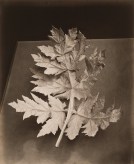 Black and white photograph of a dry leaf on a table