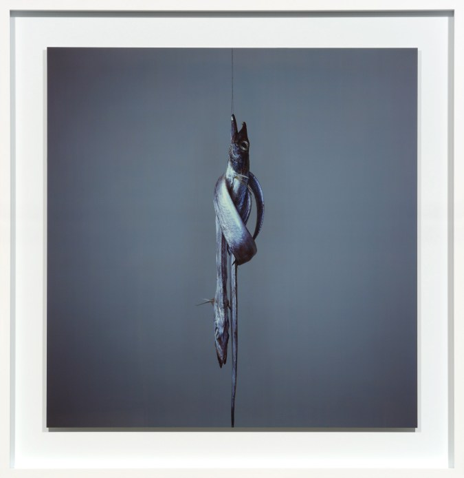 Color photograph of two long, thin silver fish tied in a knot around a vertically suspended string