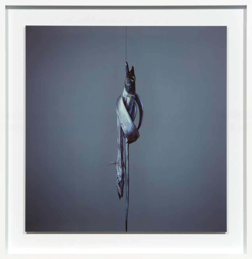Color photograph of two long, thin silver fish tied in a knot around a vertically suspended string