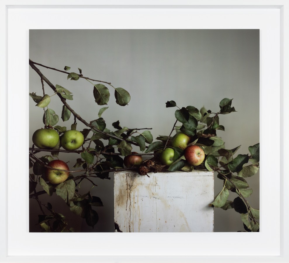 Color photograph of a still life of an apple branch with several apples on a white plinth framed in white