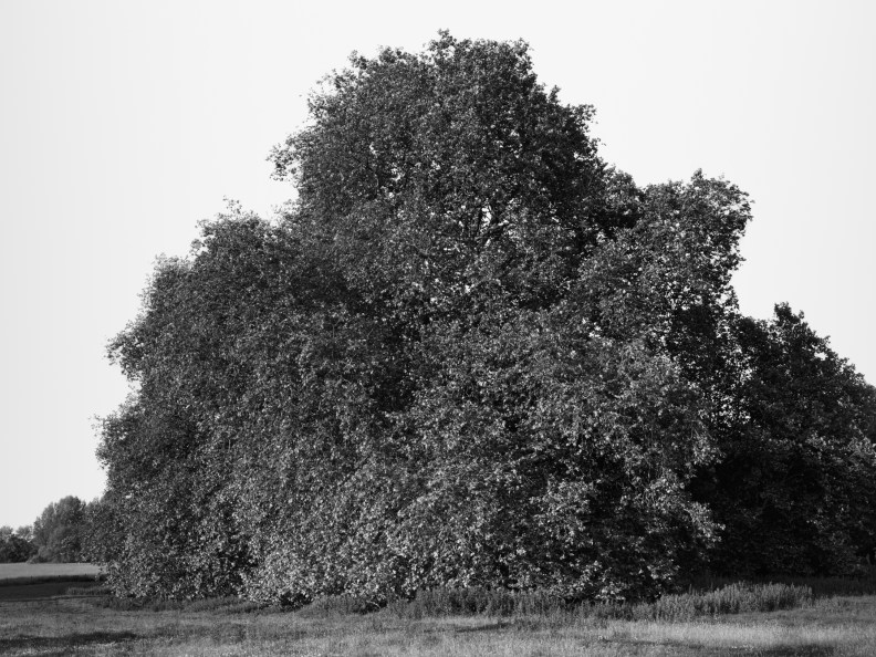 A black and white photograph depicts a large tree in a field with bushy branches and leaves that extend to the ground