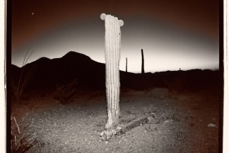 Black-and-white square photograph at night of a thick cactus stem topped with two small round offshoots in front of a silhouetted mountain and glowing horizon